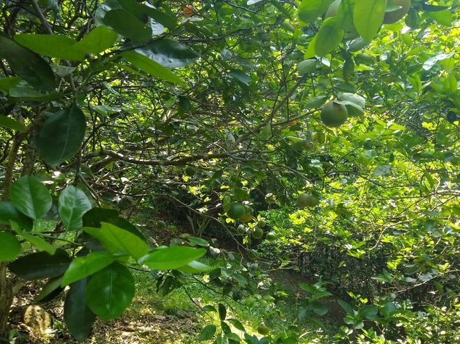 Finca en  Venta en La mesa - Miniatura 29