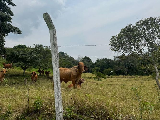 Finca en  Venta en Villeta - Imagen 1