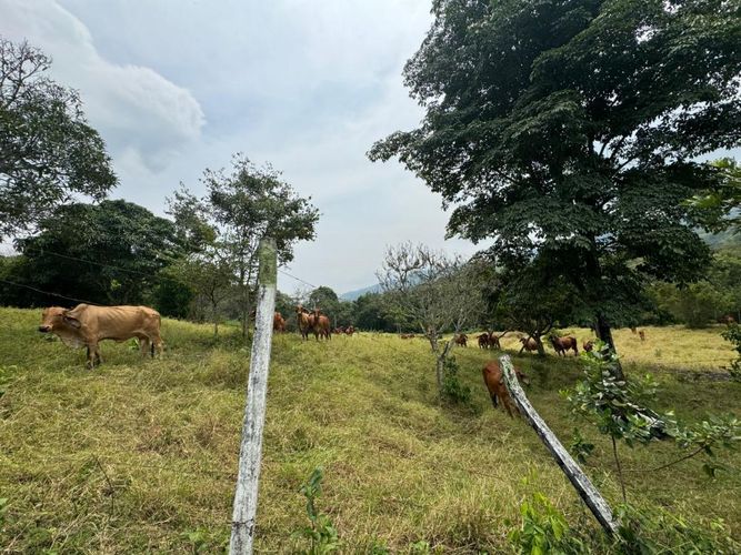 Finca en  Venta en Villeta - Miniatura 2