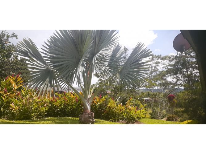 Finca en  Venta en Dagua - Miniatura 5