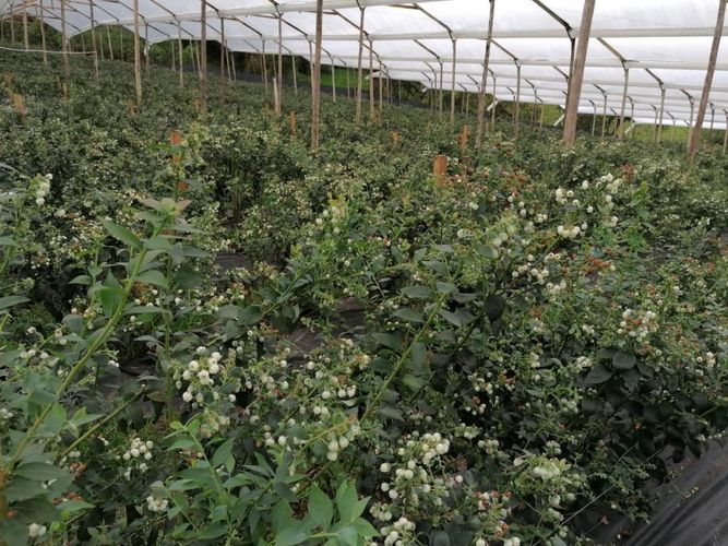 Finca en  Venta en Guatavita - Miniatura 13