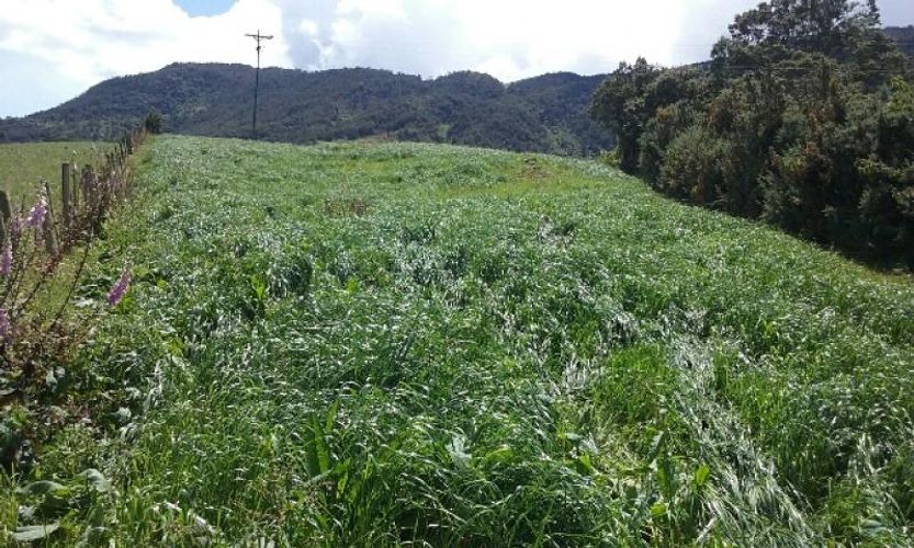 Finca en  Venta en Cogua - Miniatura 4