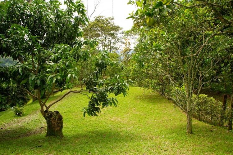 Finca en  Venta en Doima, La mesa - Miniatura 19