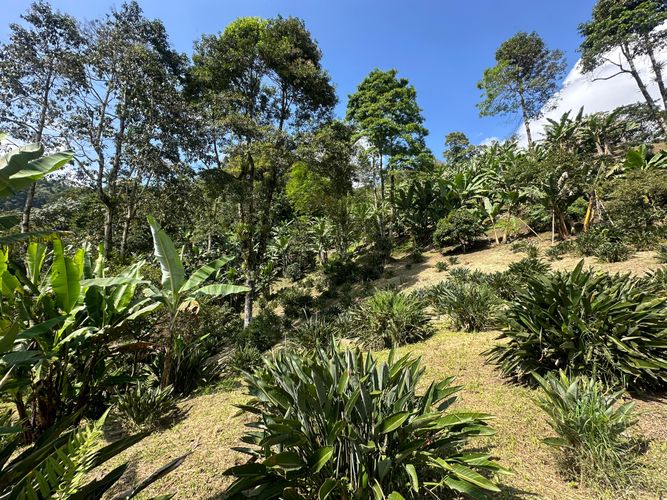 Finca en  Venta en La florida, Pereira - Miniatura 24