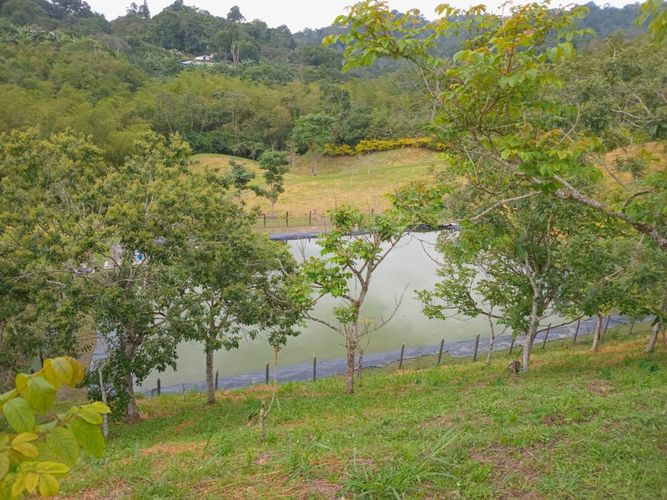 Finca en  Venta en Anolaima - Miniatura 7