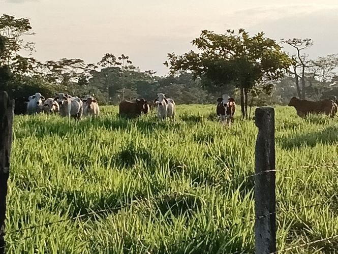 Finca en  Venta en Vega grande, Restrepo - Miniatura 7