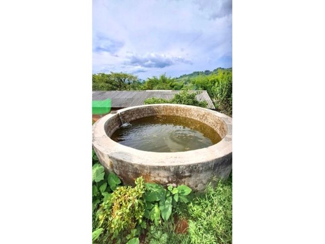 Finca en venta en Samaria, Caicedonia - Miniatura 10