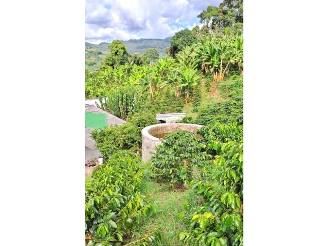 Finca en venta en Samaria, Caicedonia - Miniatura 11