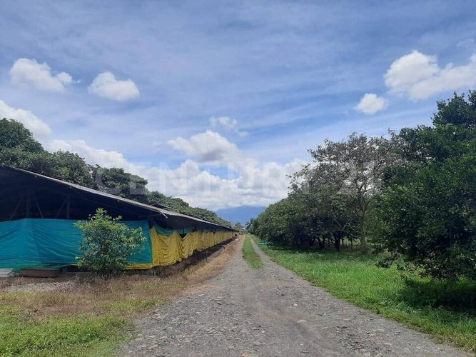 Finca en  Arriendo en Cumaral - Miniatura 13