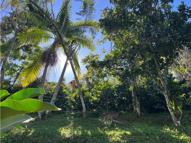 Finca en  Venta en La vega - Miniatura 5