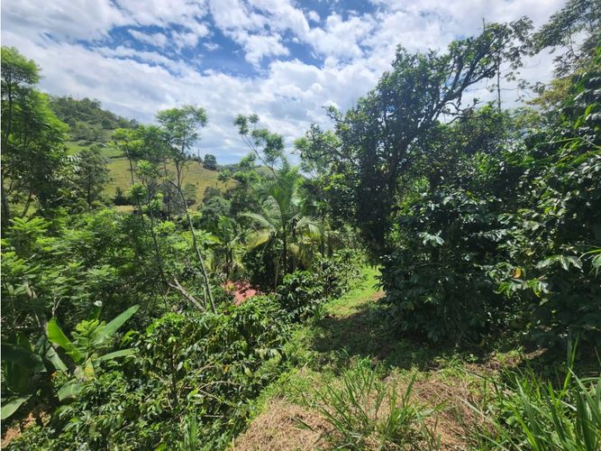 Finca en  Venta en La vega - Miniatura 6