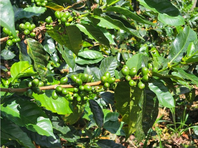 Finca en  Venta en La vega - Miniatura 7