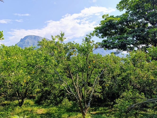 Finca en  Venta en Pajas blancas, Nilo - Miniatura 3