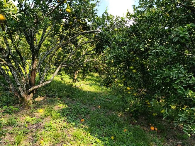 Finca en  Venta en Pajas blancas, Nilo - Miniatura 12