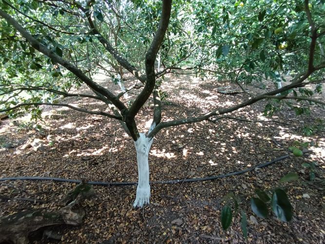 Finca en  Venta en Pajas blancas, Nilo - Miniatura 6
