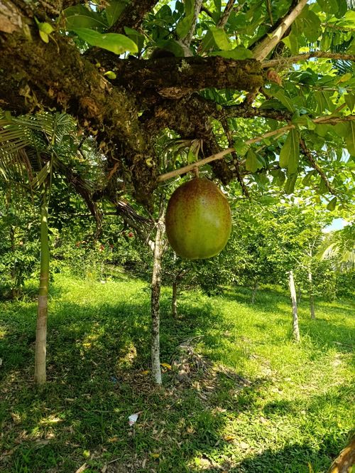 Finca en  Venta en Pajas blancas, Nilo - Miniatura 8
