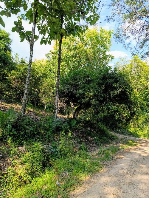 Finca en  Venta en Pajas blancas, Nilo - Miniatura 14