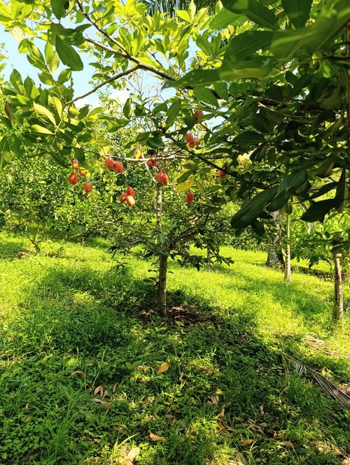 Finca en  Venta en Pajas blancas, Nilo - Miniatura 15