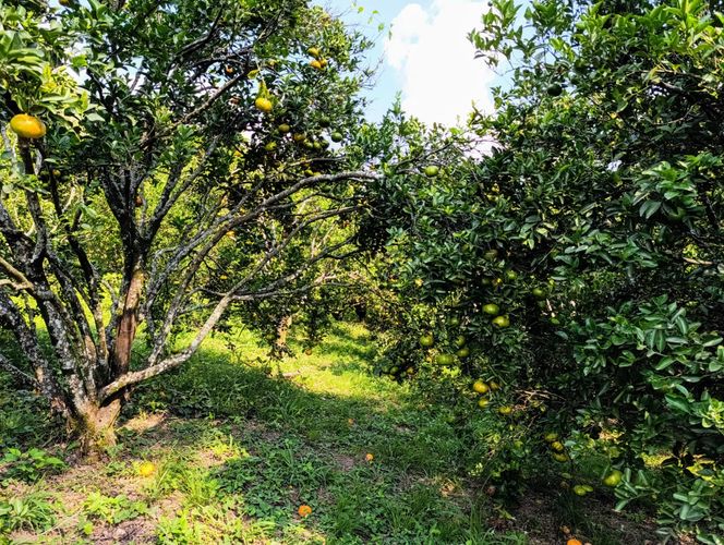 Finca en  Venta en Pajas blancas, Nilo - Miniatura 17