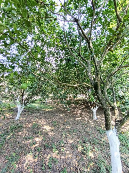 Finca en  Venta en Pajas blancas, Nilo - Miniatura 23