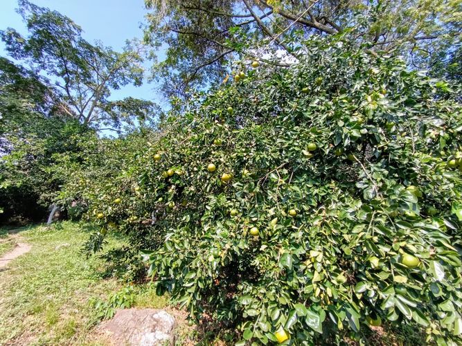 Finca en  Venta en Pajas blancas, Nilo - Miniatura 24