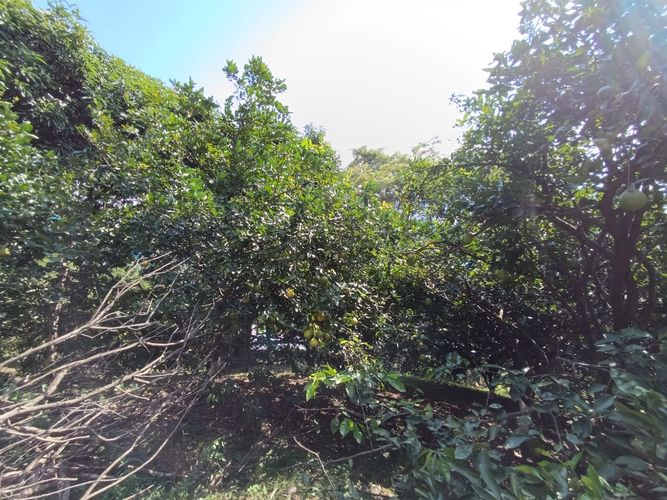 Finca en  Venta en Pajas blancas, Nilo - Miniatura 27