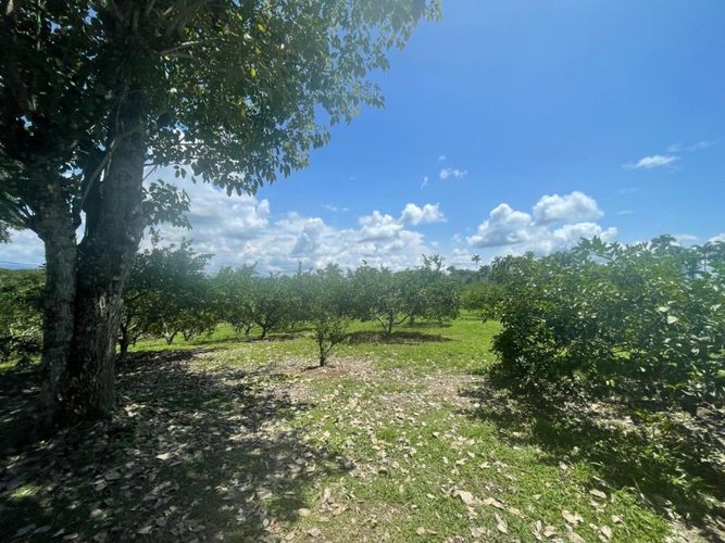 Finca en  Venta en Cerritos, Pereira - Miniatura 9