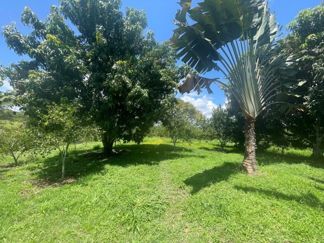Finca en  Venta en Cerritos, Pereira - Miniatura 15