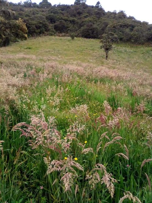 Finca en  Venta en Jabonera, Nuevo colon - Imagen 1