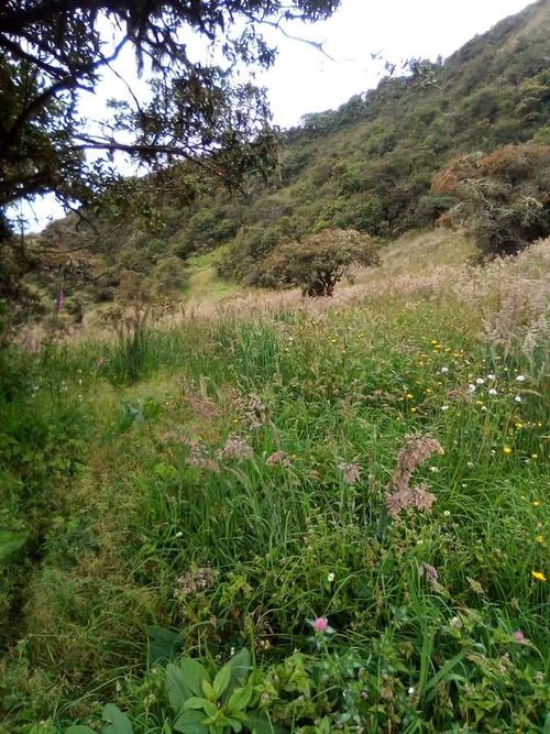 Finca en  Venta en Jabonera, Nuevo colon - Miniatura 2