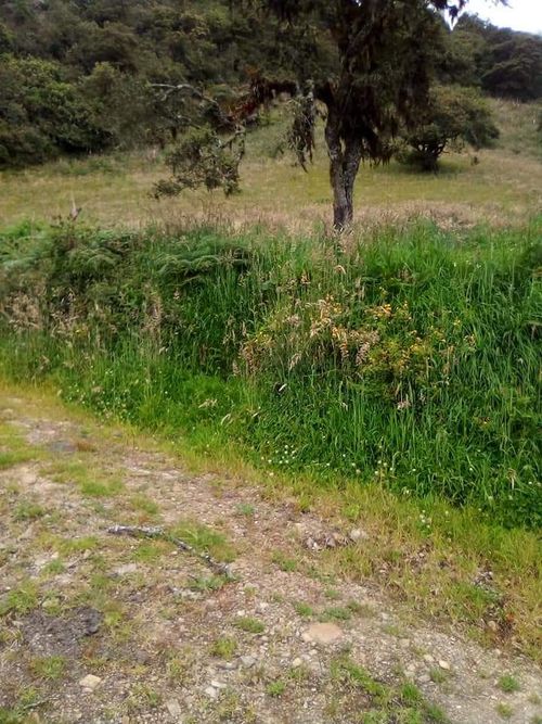 Finca en  Venta en Jabonera, Nuevo colon - Miniatura 3