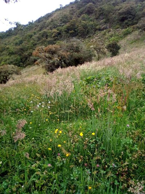 Finca en  Venta en Jabonera, Nuevo colon - Miniatura 5