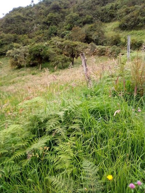 Finca en  Venta en Jabonera, Nuevo colon - Miniatura 6