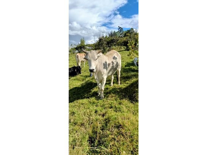 Finca en  Venta en Santa sofia - Miniatura 3