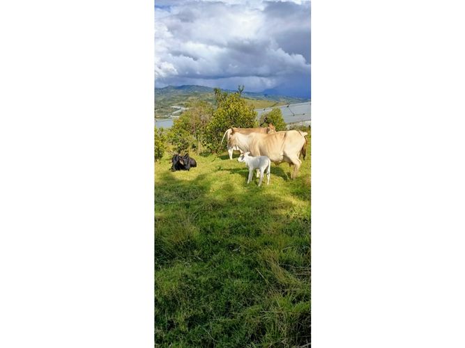 Finca en  Venta en Santa sofia - Miniatura 12