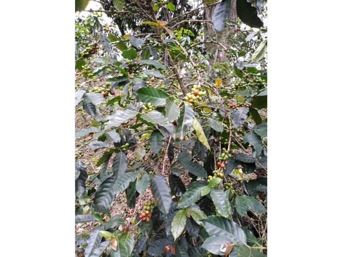 Finca en  Venta en Genova - Miniatura 5