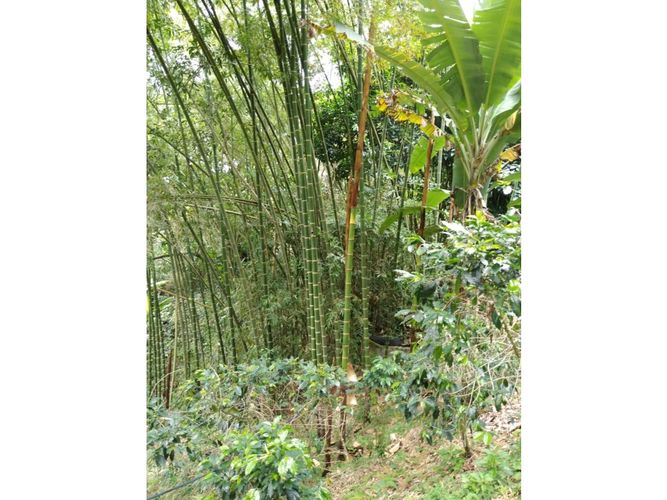 Finca en  Venta en Genova - Miniatura 7