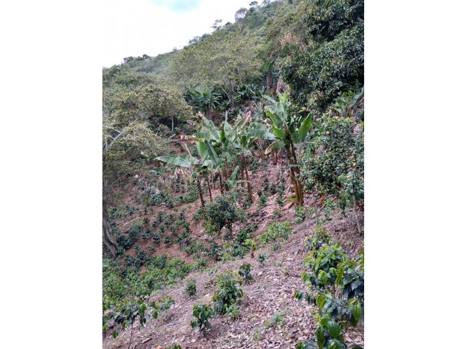 Finca en  Venta en Genova - Miniatura 9