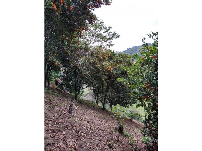 Finca en  Venta en Genova - Miniatura 10