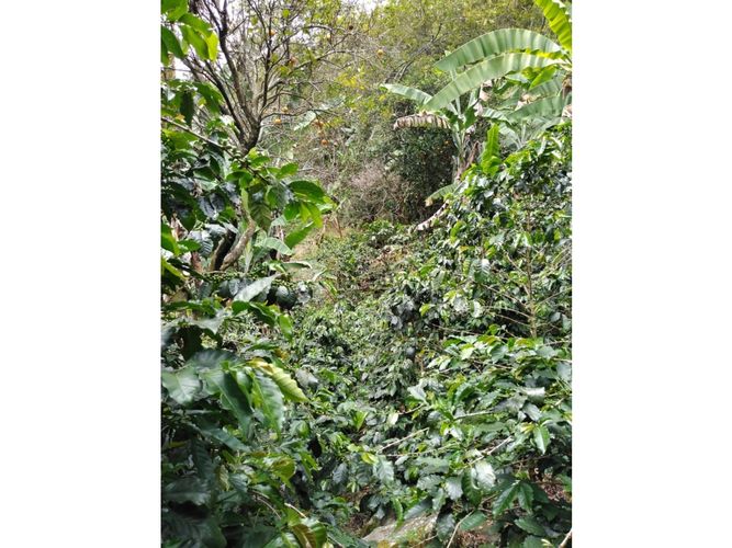 Finca en  Venta en Genova - Miniatura 11
