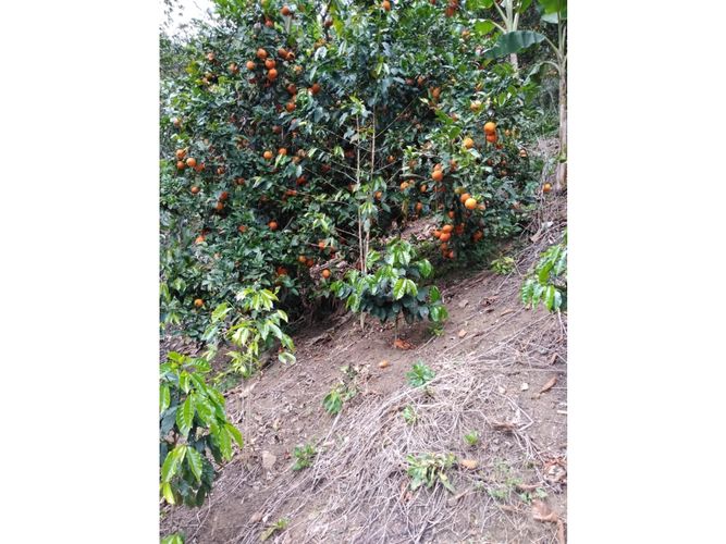 Finca en  Venta en Genova - Miniatura 12