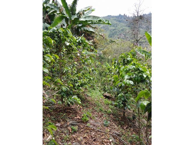 Finca en  Venta en Genova - Miniatura 14