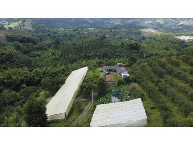 Finca en  Venta en Calarcá - Miniatura 8