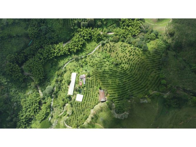 Finca en  Venta en Calarcá - Miniatura 15