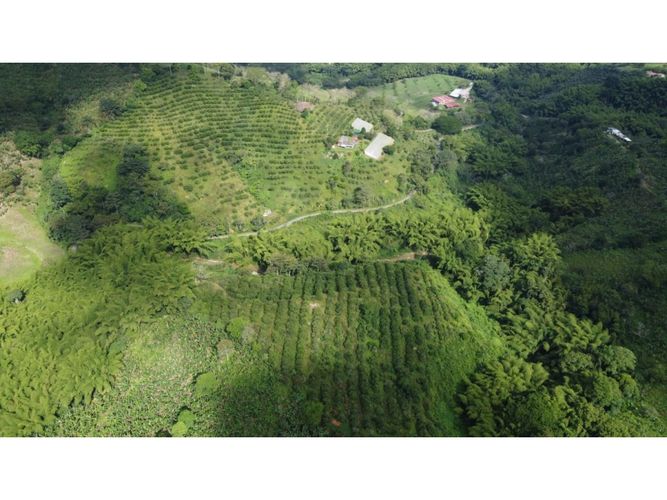 Finca en  Venta en Calarcá - Miniatura 16