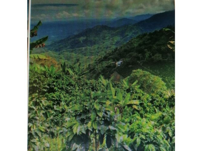 Finca en  Venta en Pijao - Miniatura 4