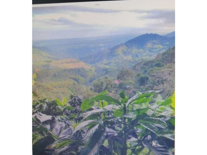 Finca en  Venta en Pijao - Miniatura 5