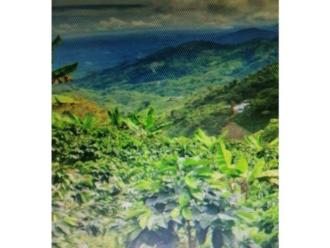 Finca en  Venta en Pijao - Miniatura 7