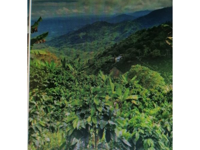 Finca en  Venta en Pijao - Miniatura 9