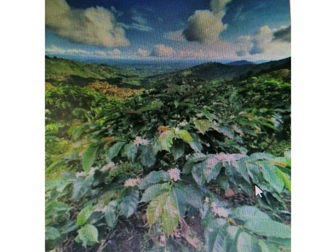 Finca en  Venta en Pijao - Miniatura 11